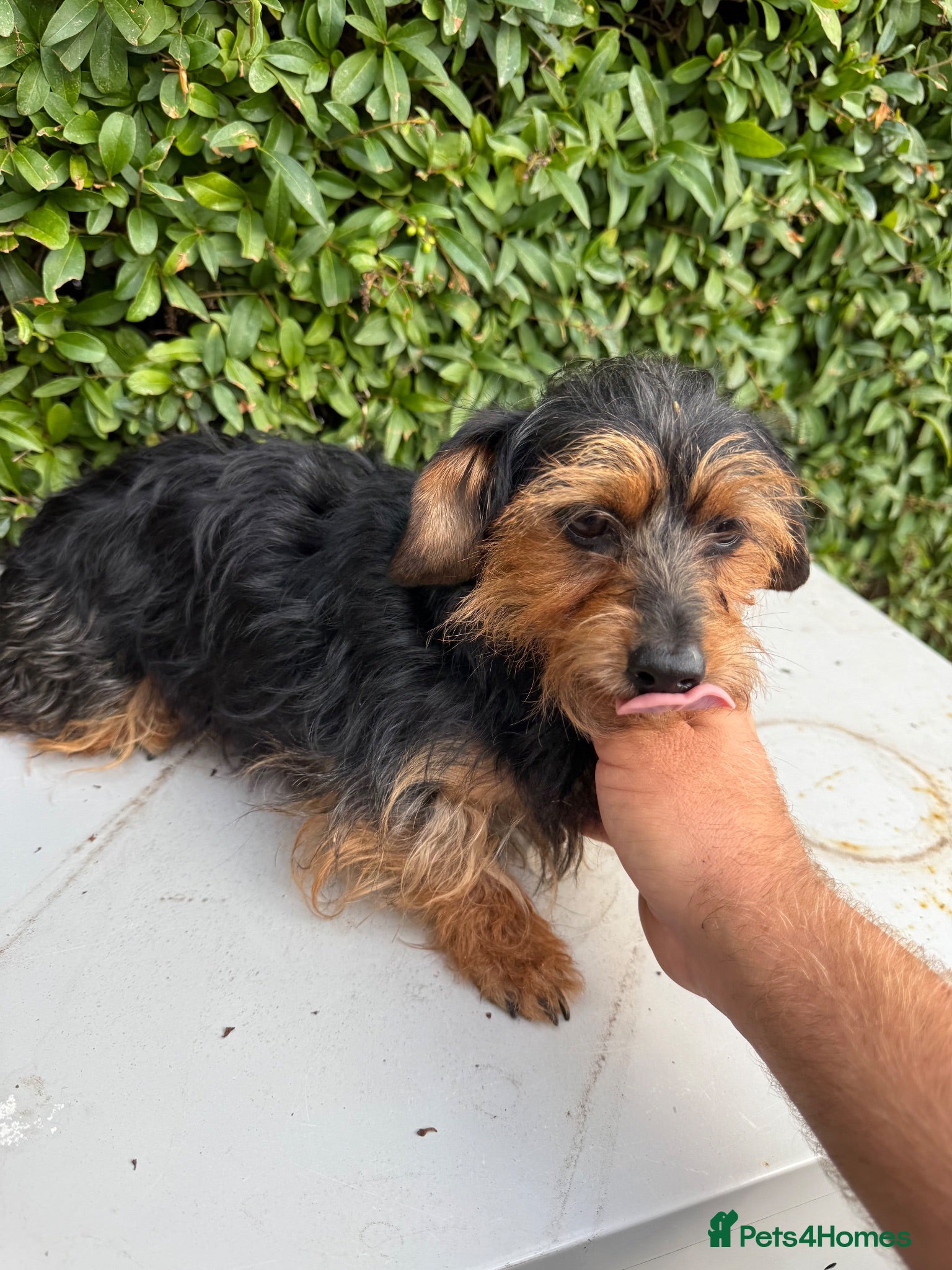 Yorkshire Terrier dogs Mini long haired Yorkshire terrier  - Advert 1