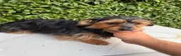 Yorkshire Terrier dogs for sale: Mini long haired Yorkshire terrier  - Advert 1