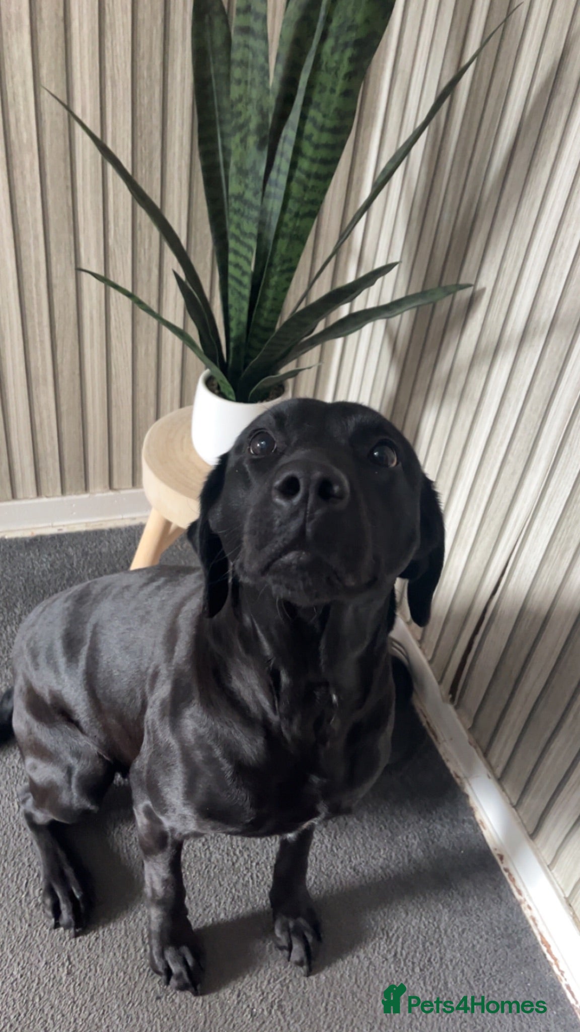 Labrador Retriever dogs Labrador pups! - Advert 1