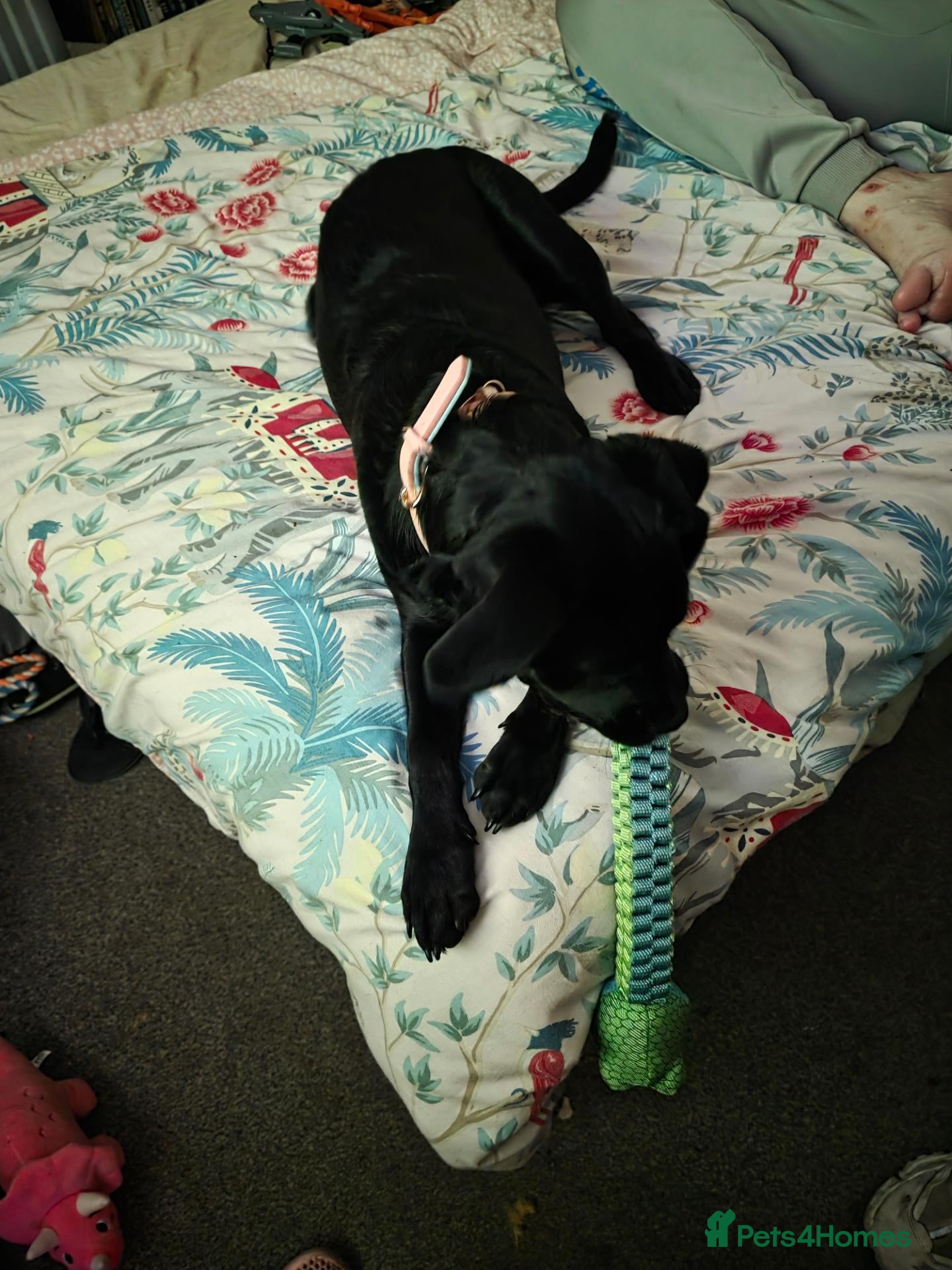 Mixed Breed dogs Labrador staffy - Advert 2