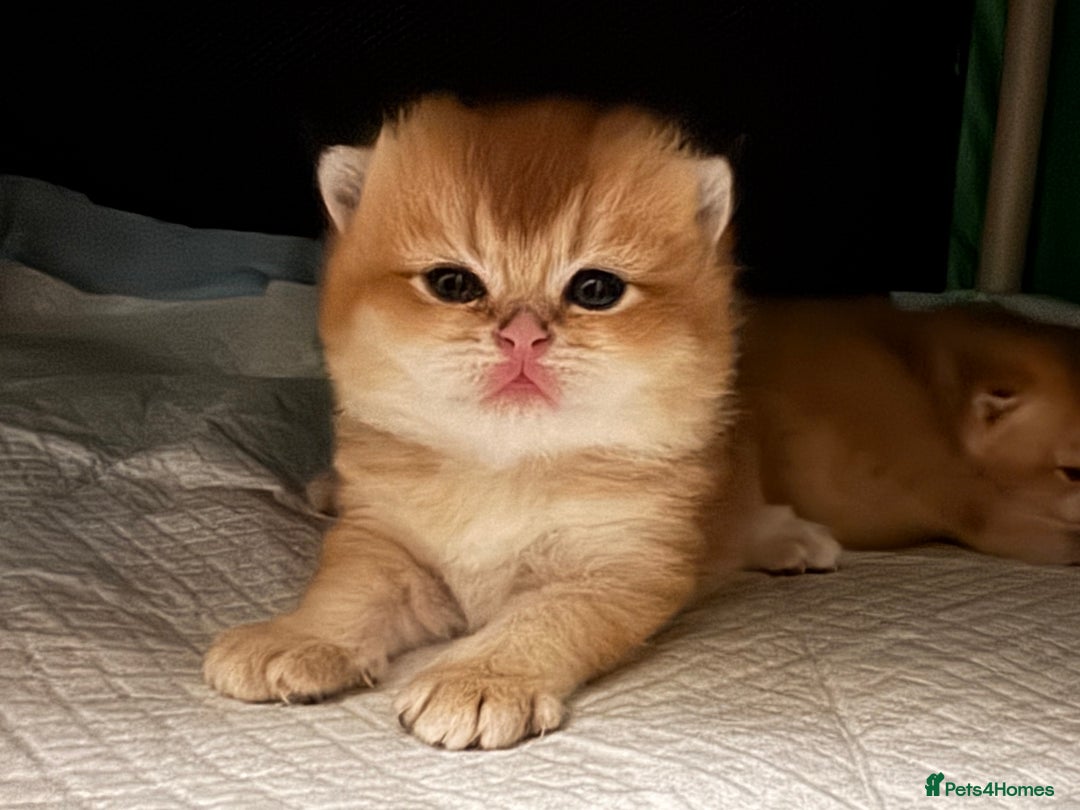 Scottish Fold cats for sale: Scottish Straight Golden Shaded Rare Affectionate - Image 2