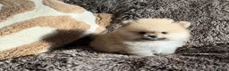 Pomeranian dogs for sale: Teddy Bear Pomeranians  - Advert 3