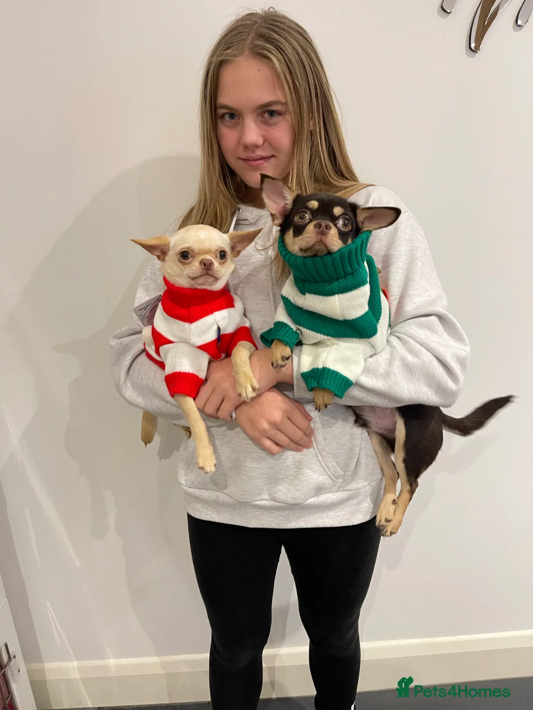 Chihuahua dogs for stud: STUNNING CREAM SMOOTH COAT CHIHUAHUA OPEN AT STUD in Grays - Advert 8