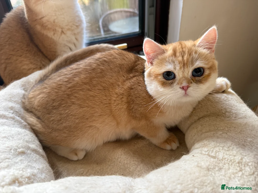 British Shorthair cats for sale: GCCF reg BSH and BLH Chocolate Golden Kittens - Advert 22