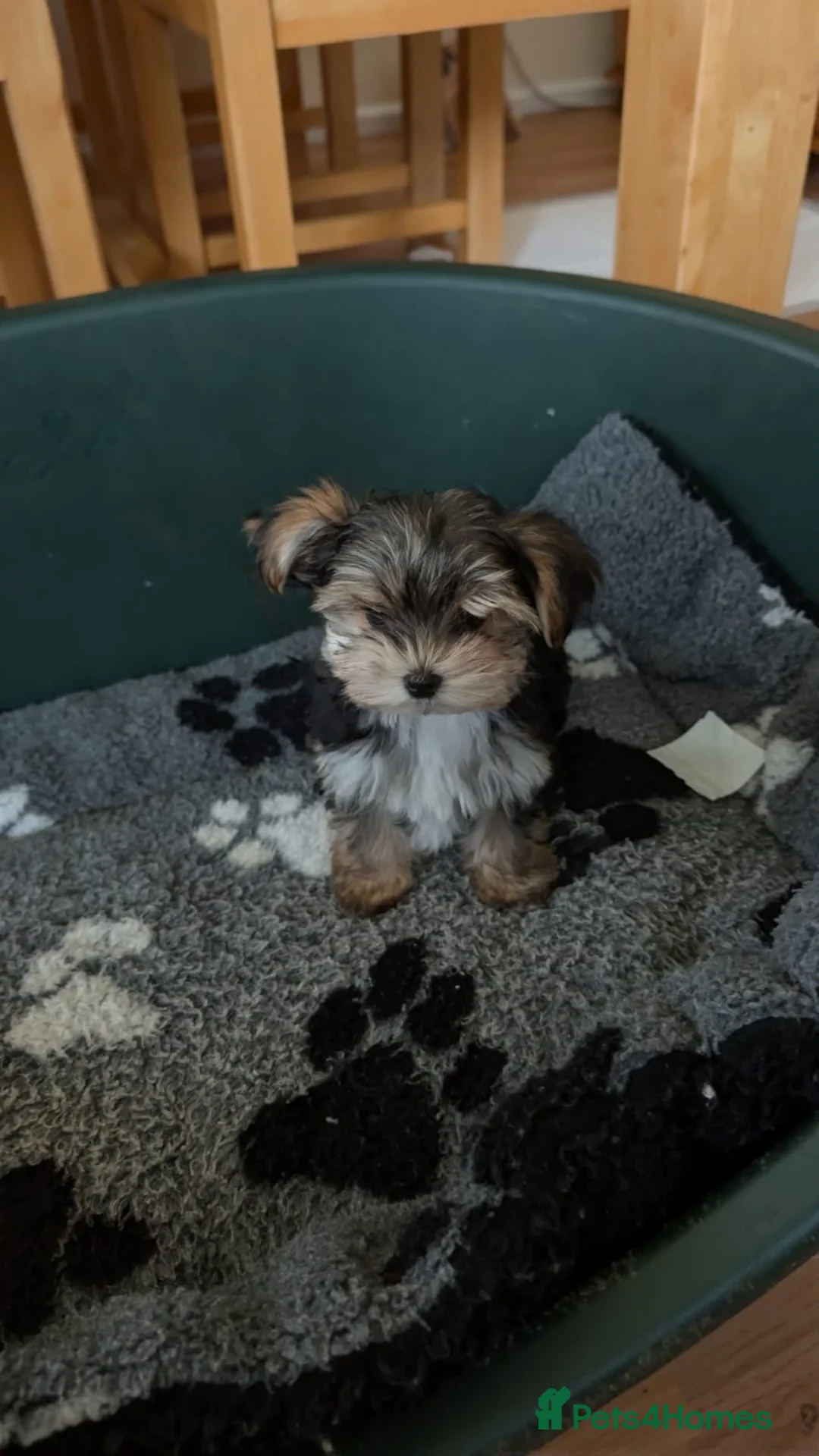 Mixed Breed dogs for sale: 2 Female Biewer x Yorkie Puppies - Advert 12