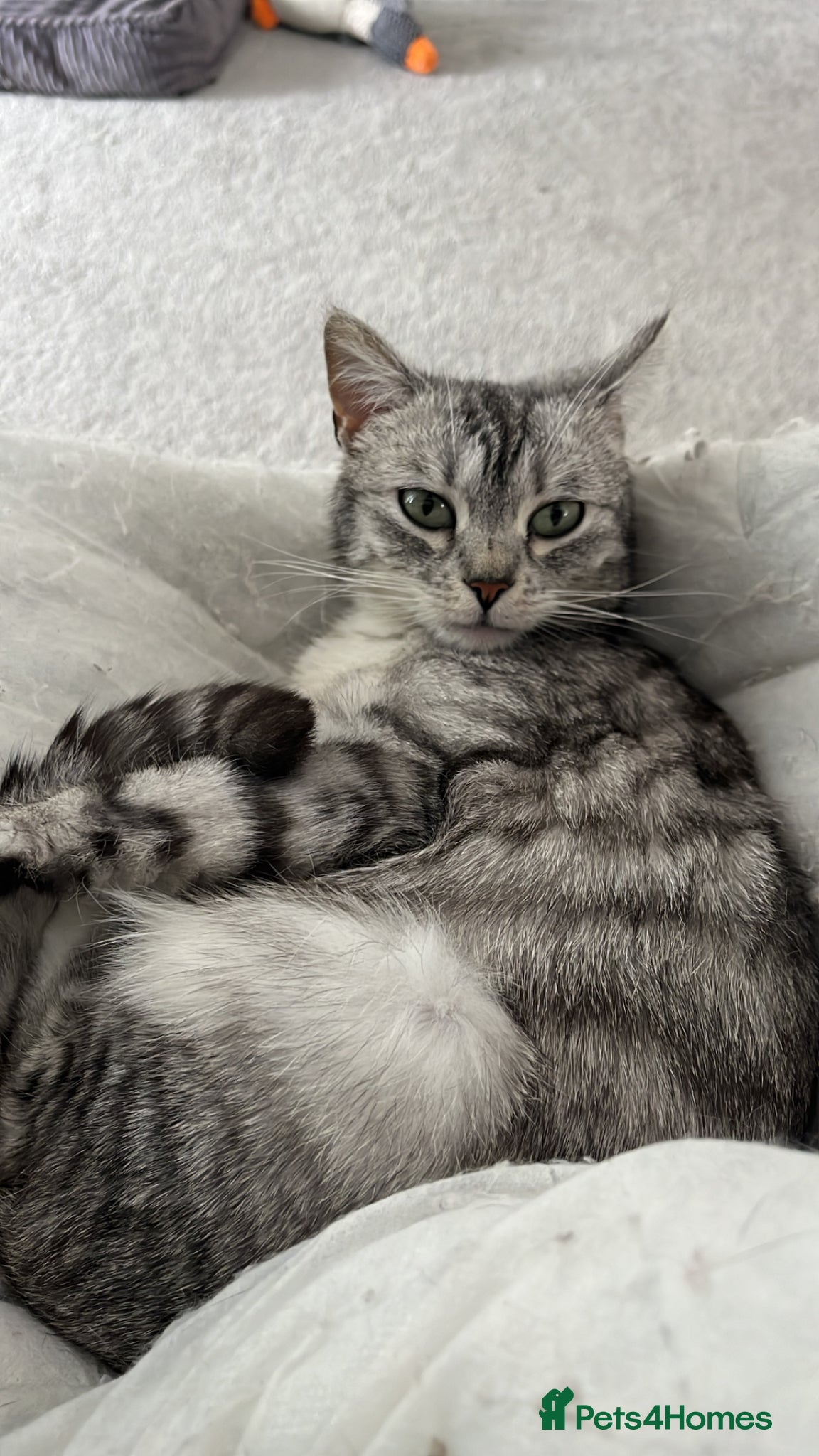 Brazilian Shorthair cats British shorthair kittens - Advert 12