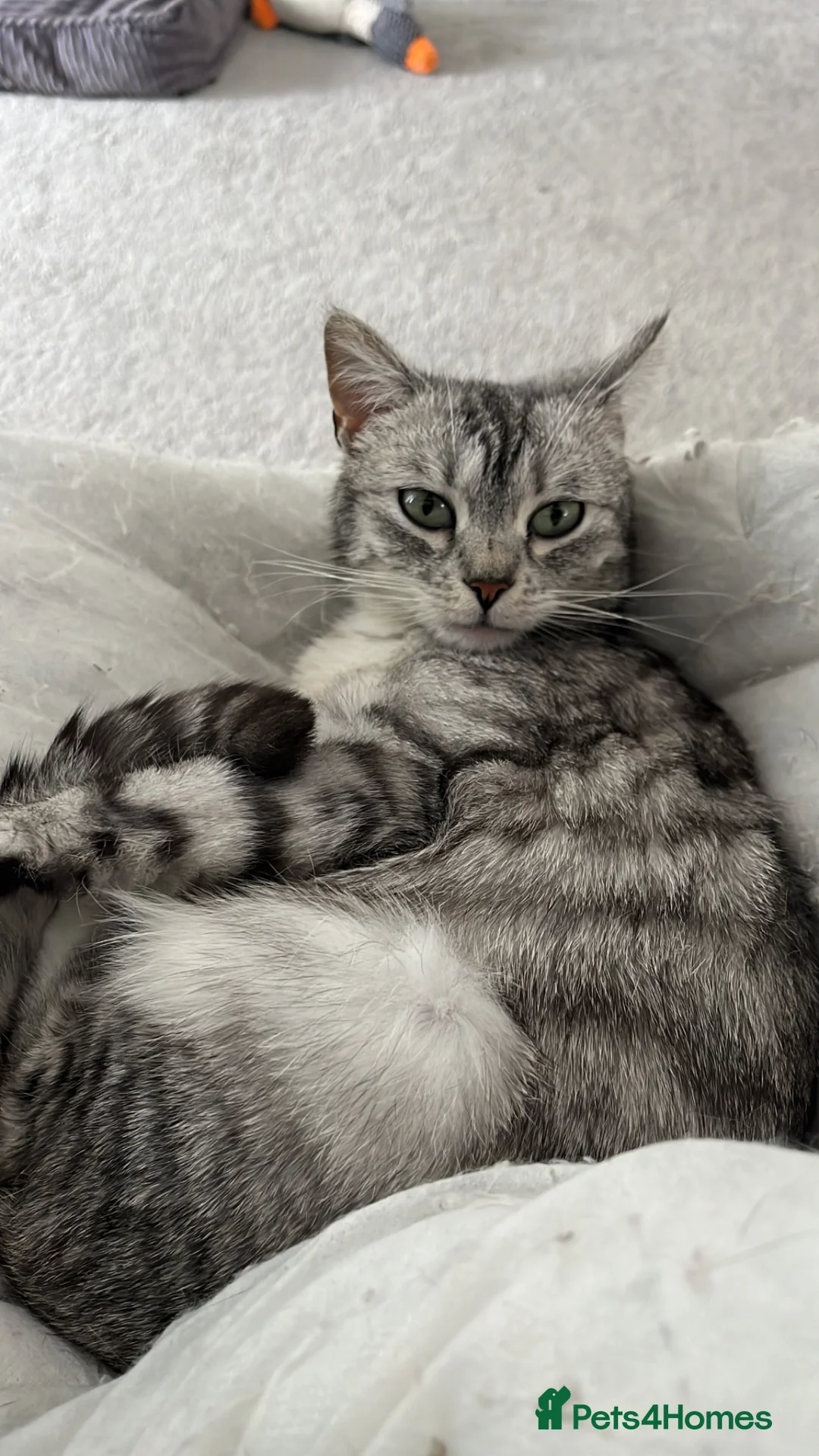 Brazilian Shorthair cats for sale: British shorthair kittens - Advert 1