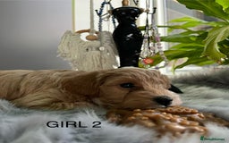 Maltipoo dogs for sale: F1 Beautiful Maltipool Puppies - Advert 10