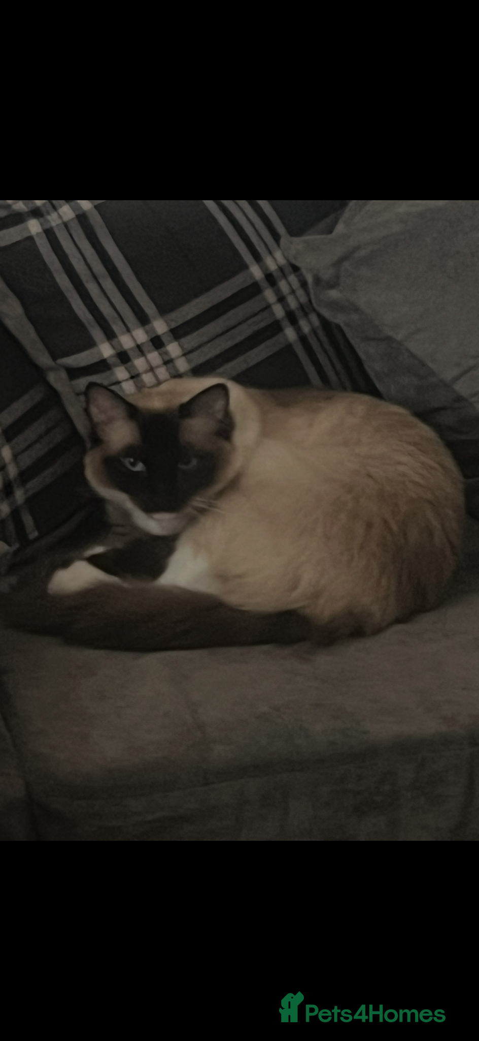 Ragdoll cats Rag doll male cat  - Advert 3