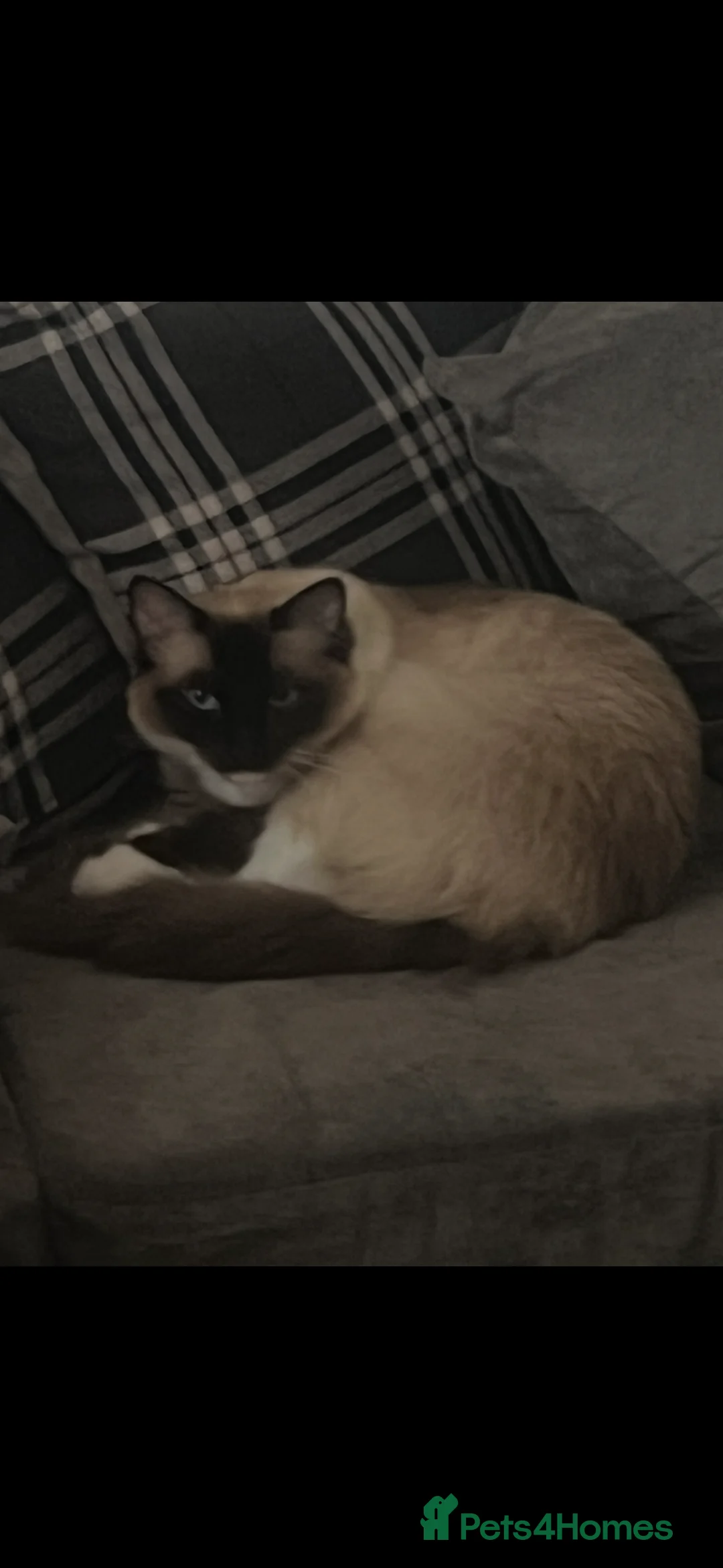 Ragdoll cats for sale: Rag doll male cat  - Advert 1