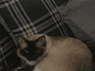 Ragdoll cats Rag doll male cat - Advert 3