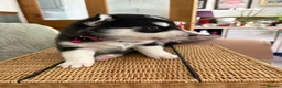 Siberian Husky dogs for sale: Adorable Siberian huskies  in Saint Helens - Advert 15