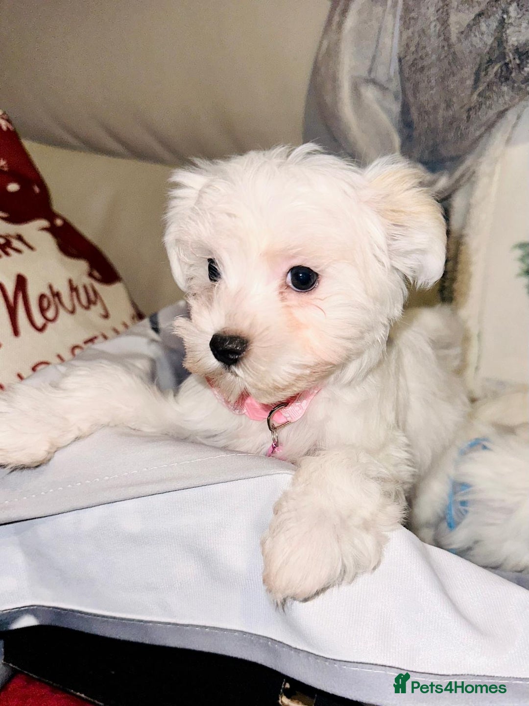 Maltese dogs for sale: Maltese puppies  - Advert 5
