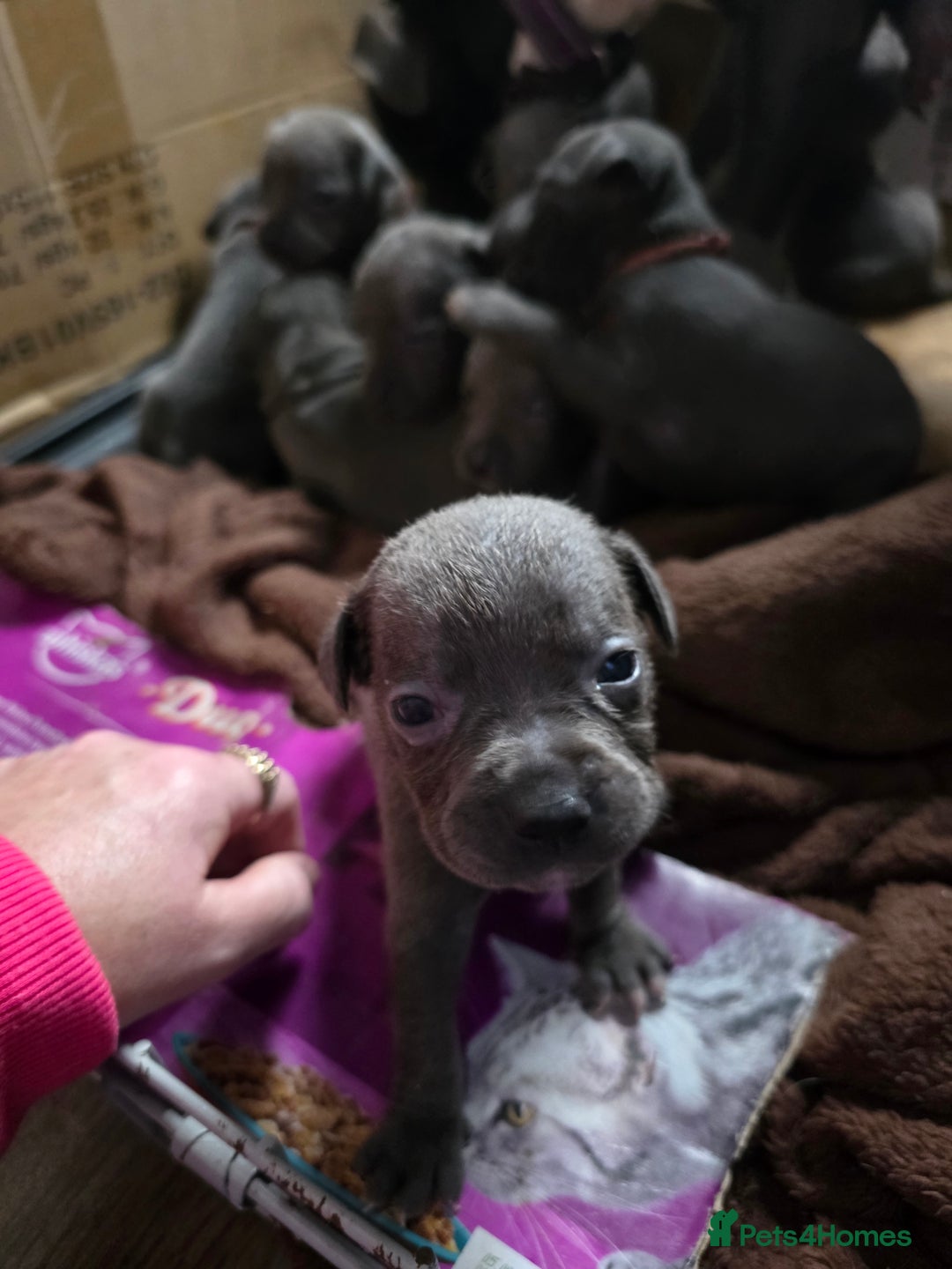 Staffordshire Bull Terrier dogs for sale: Staffy puppys  - Image 3