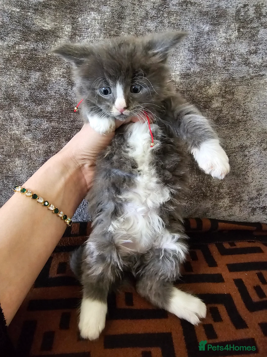 Maine Coon cats for sale: Maine Coon Kittens – Ready After 28th February 🐾 - Advert 16