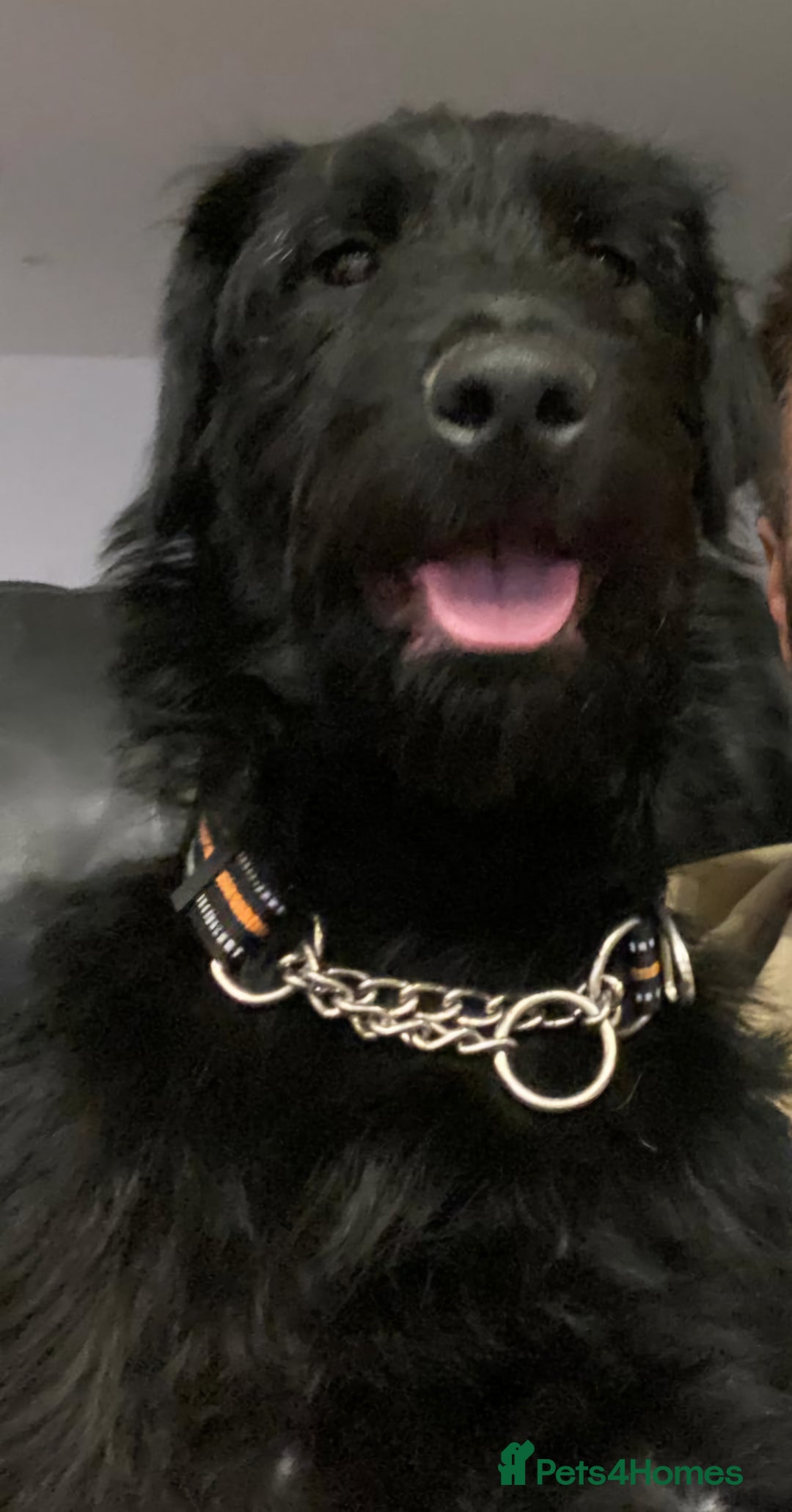 Poodle dogs for sale: Rottweiler x poodle  in Bedford - Image 1