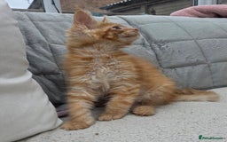 Maine Coon cats for sale: Registered Maine coon kittens  - Image 18