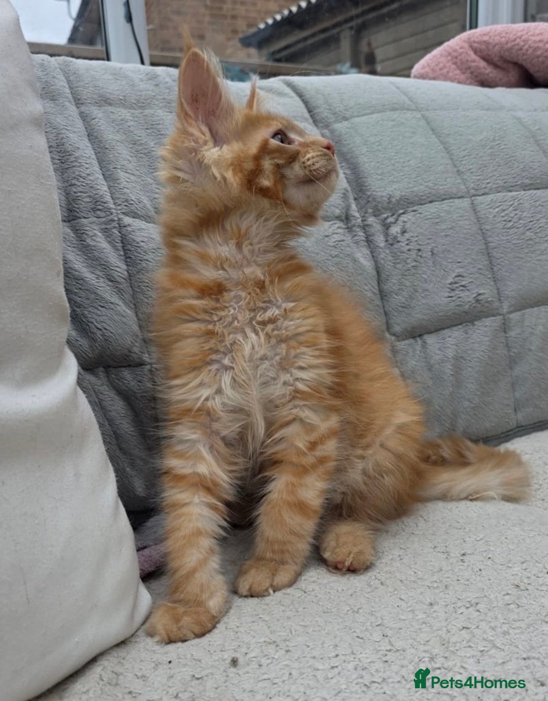 Maine Coon cats for sale: Registered Maine coon kittens  - Image 18