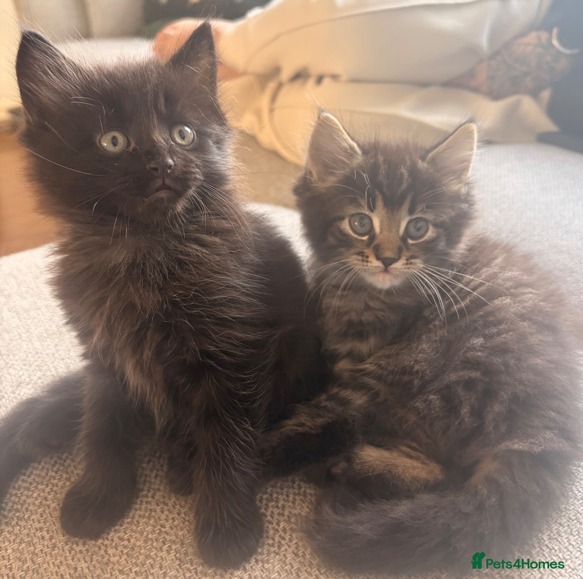 Maine Coon cats Maine coon x BSH Fluffy boys - Advert 7
