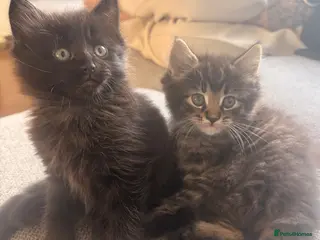 Maine Coon cats Maine coon x BSH Fluffy boys - Advert 7