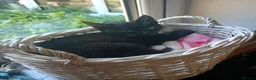 Mixed Breed cats for sale: Male kitten for sale - Advert 6