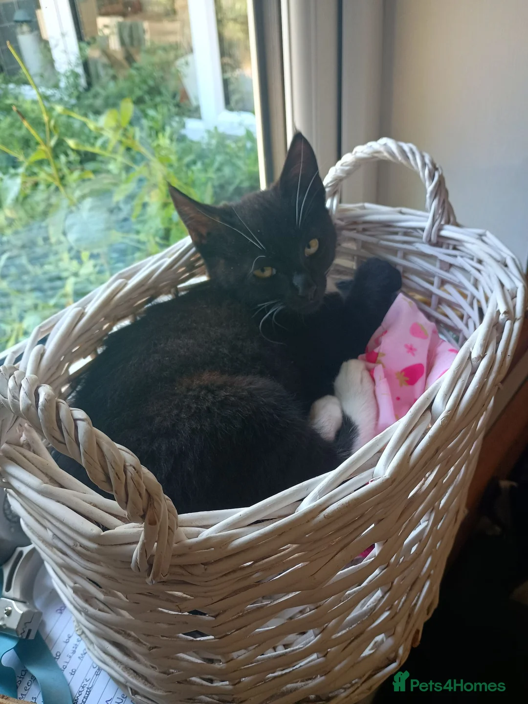 Mixed Breed cats for sale: Male kitten for sale - Advert 6