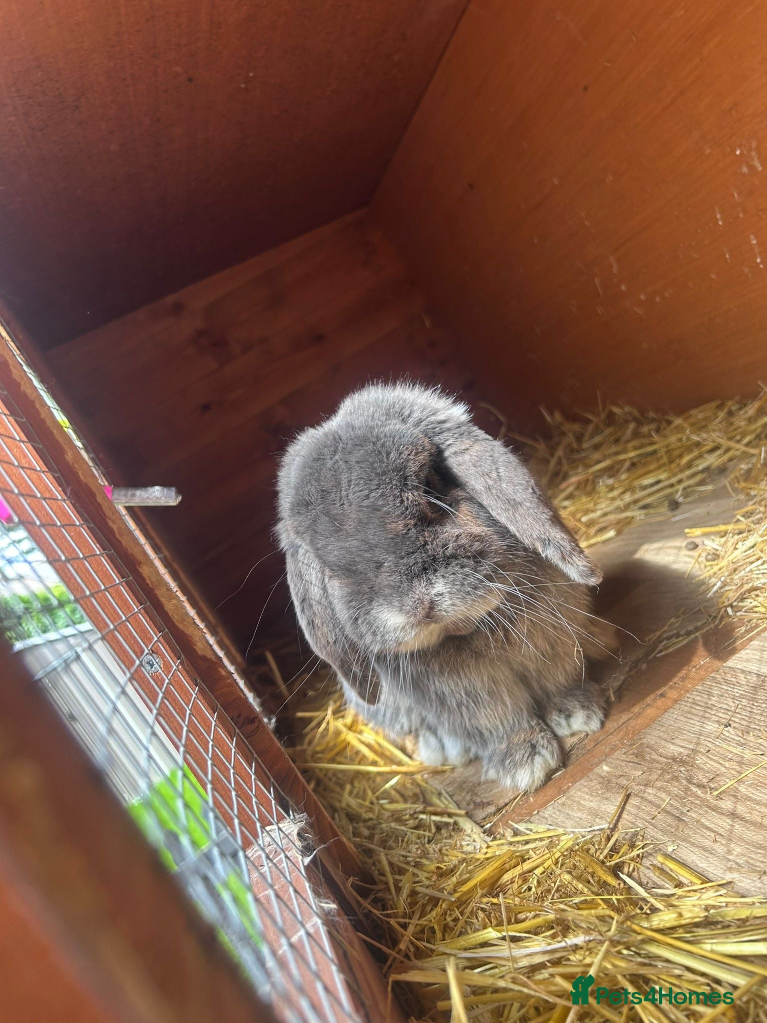 Mini Lop rabbits Male mini lop  - Advert 1