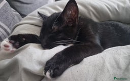 Domestic Shorthair cats for sale: 14 week old female kitten - Image 2