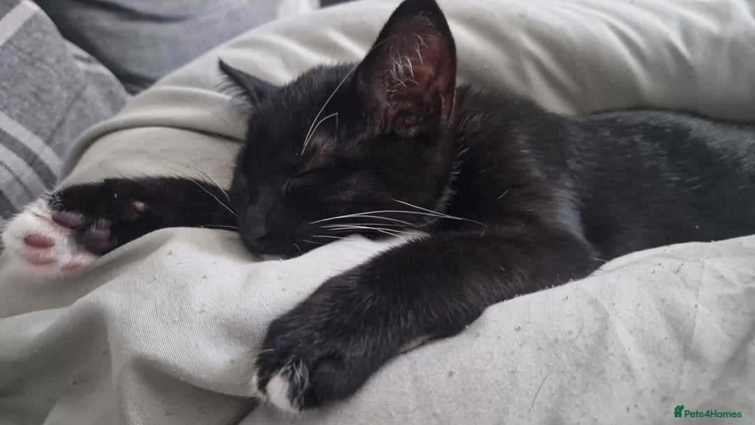 Domestic Shorthair cats for sale: 14 week old female kitten - Image 2