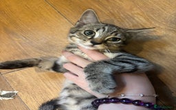 Mixed Breed cats for sale: Ragdoll mixbreed kittens for new home  - Image 18