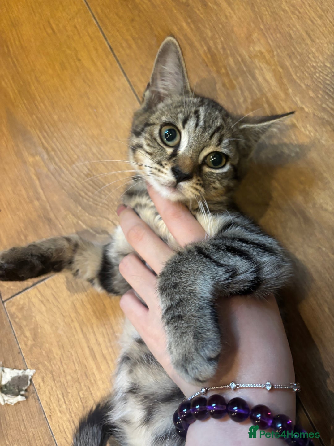 Mixed Breed cats for sale: Ragdoll mixbreed kittens for new home  - Image 18