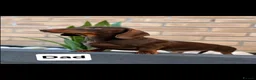 Miniature Dachshund dogs for sale: KC Miniature Dachshund Puppies for sale - Advert 4