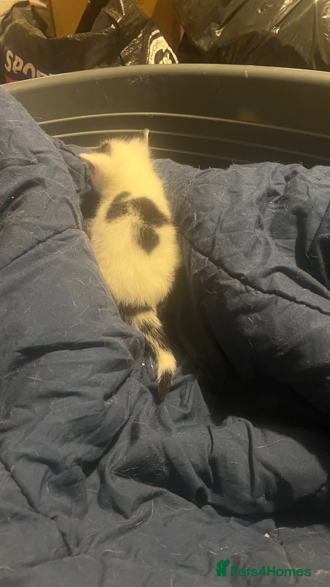 Mixed Breed cats for sale: Kittens in need of a loving forever home - Advert 3