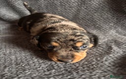 Mixed Breed dogs for sale: 5 gorgeous silver dapple dachshund cross puppies  - Image 10