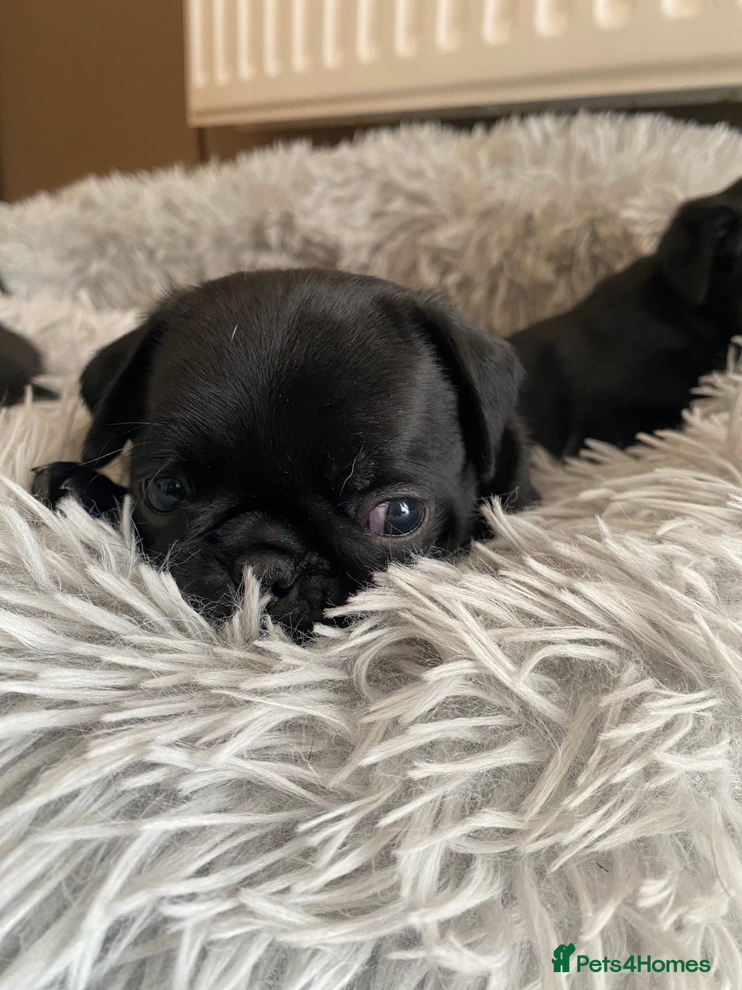 Pug dogs for sale: Stunning pug puppies health tested parents 🐶!!! - Image 6
