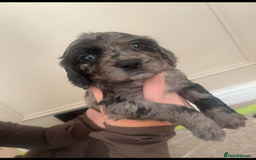 Cocker Spaniel dogs for sale: Working cocker spaniels  - Image 1