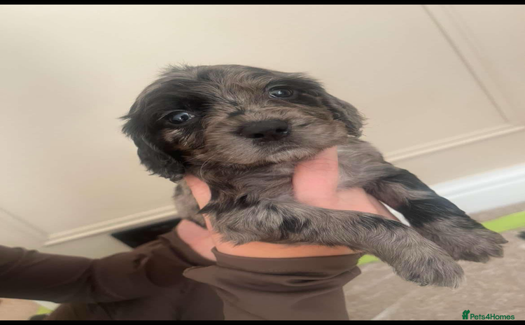Cocker Spaniel dogs - Advert 1