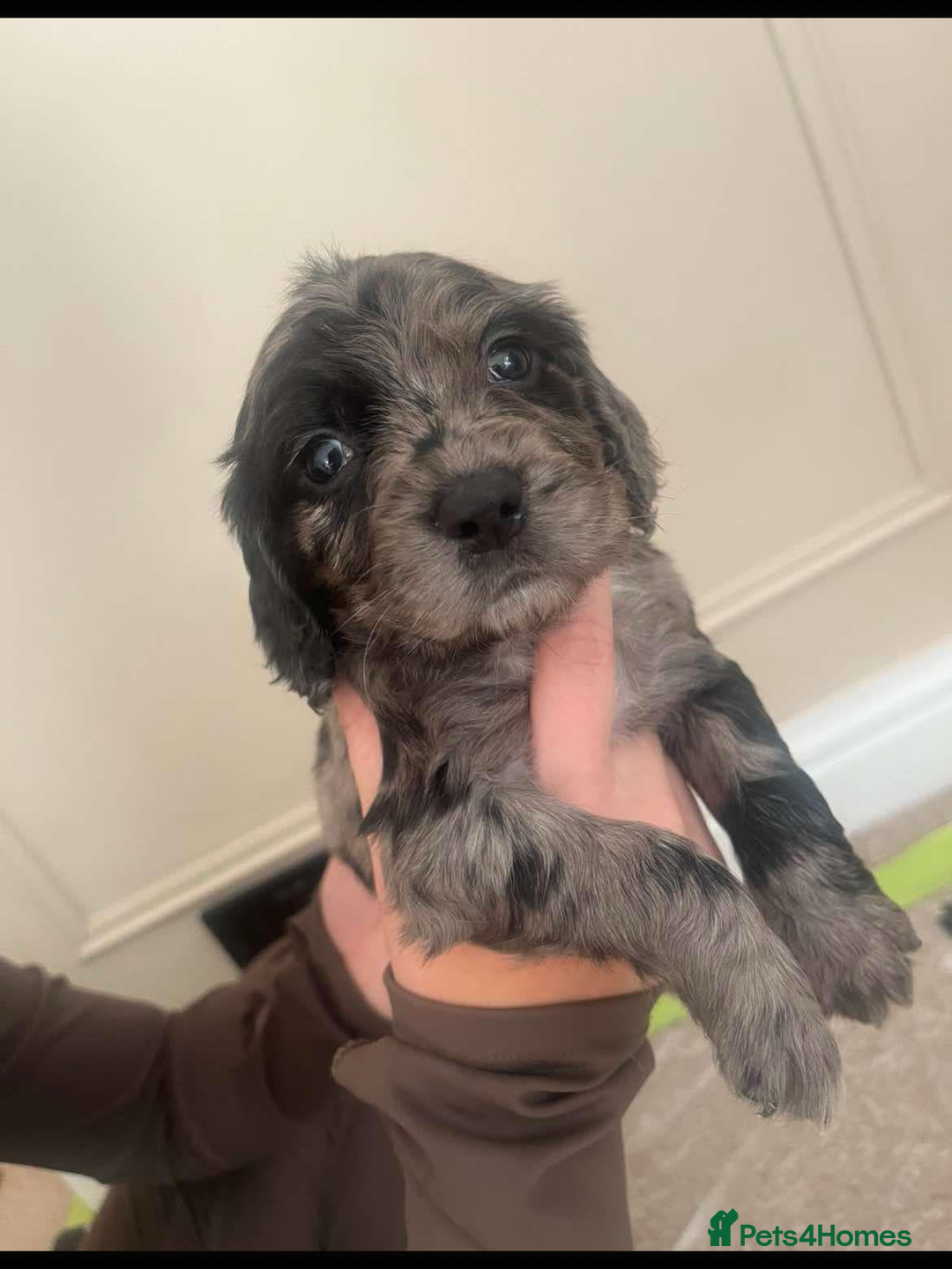 Cocker Spaniel dogs for sale: Working cocker spaniels  - Image 1