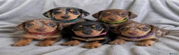 Miniature Dachshund dogs for sale: Miniature Dachshund Puppies - Advert 1