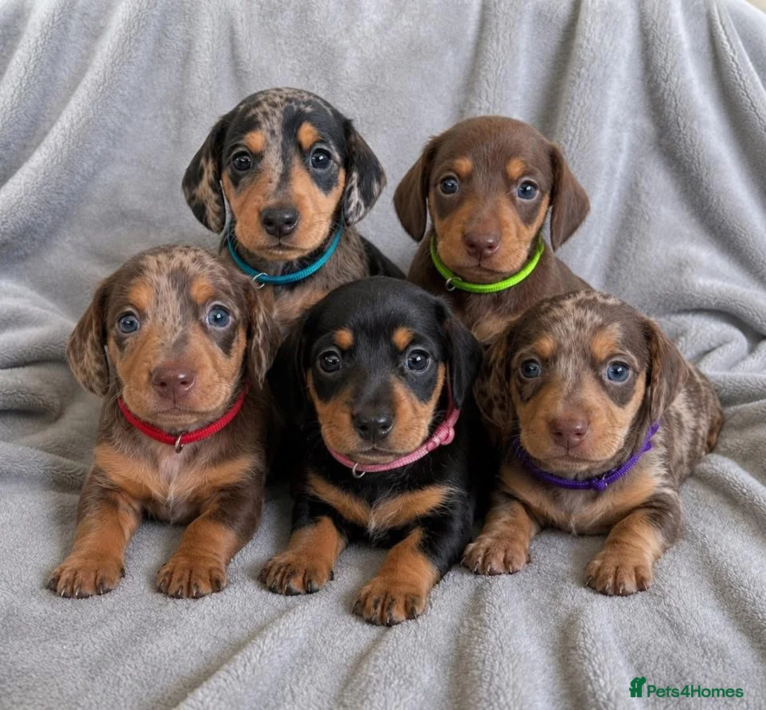 Miniature Dachshund dogs for sale: Miniature Dachshund Puppies - Advert 1