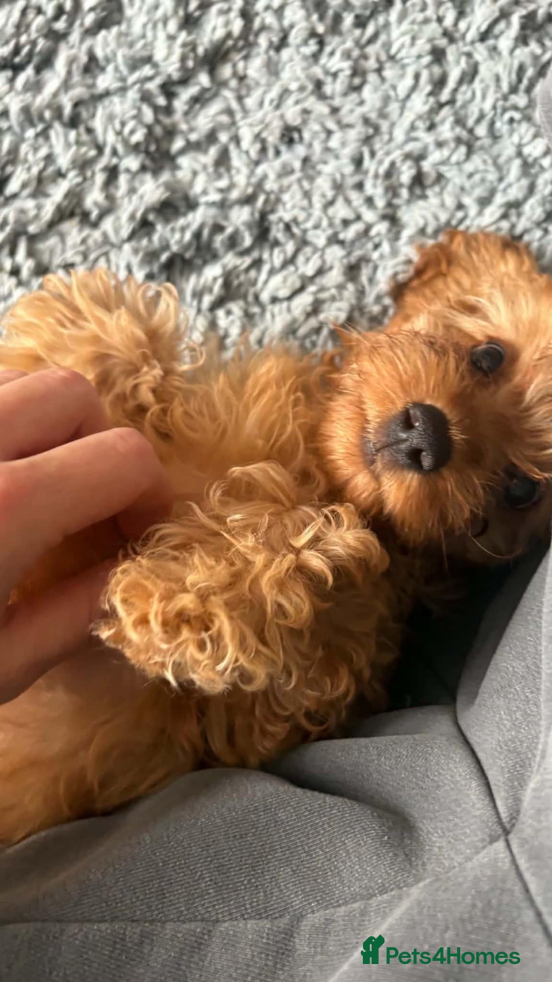 Cavapoo dogs Amazing Miniature cavapoo f1b puppies - Advert 1
