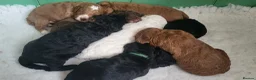 Labradoodle dogs for sale: Beautiful, top quality miniature Labradoodles  - Advert 13
