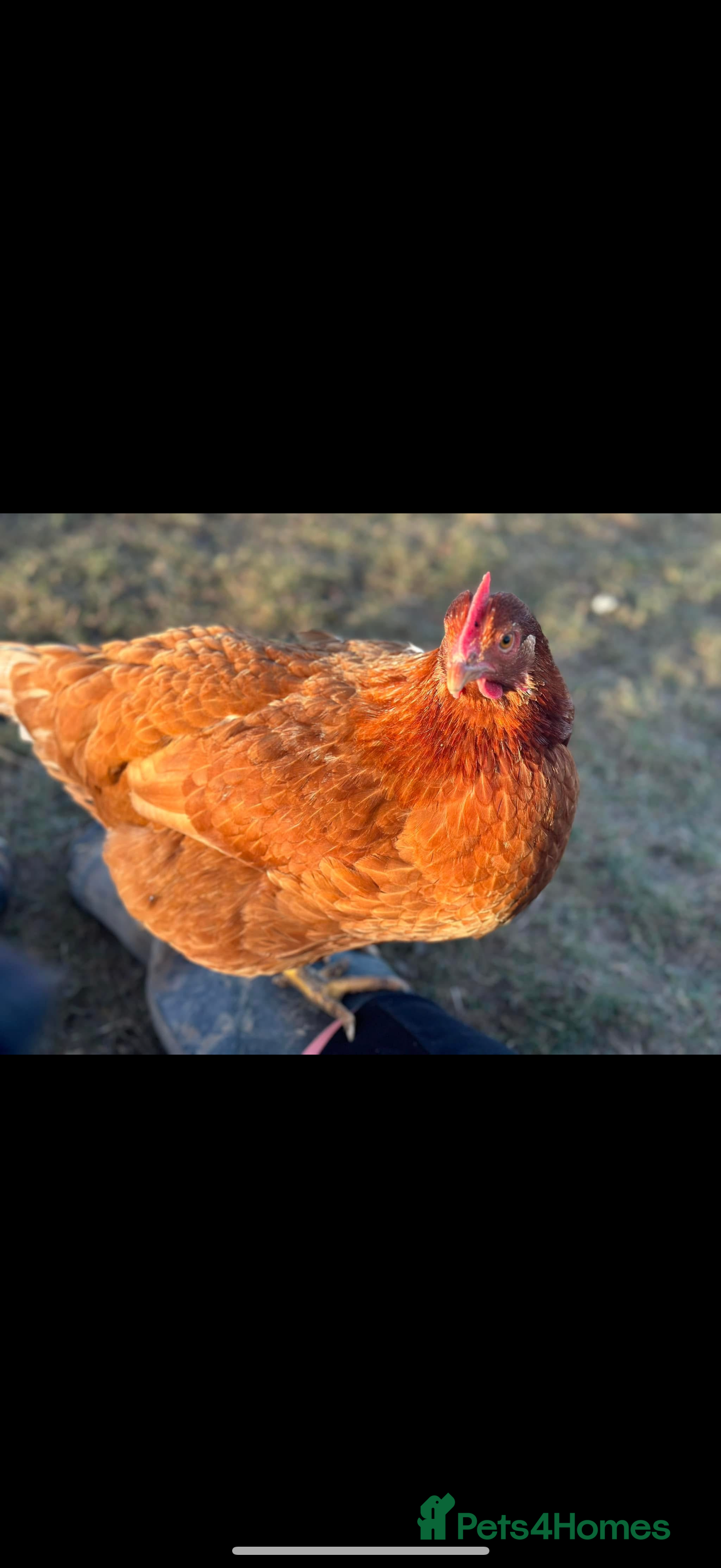 Chickens poultry Hen looking for new homes  - Advert 7