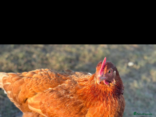 Chickens poultry Hen looking for new homes - Advert 7