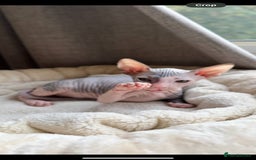Sphynx cats for sale: Donskoy Sphynx Kittens - Image 34