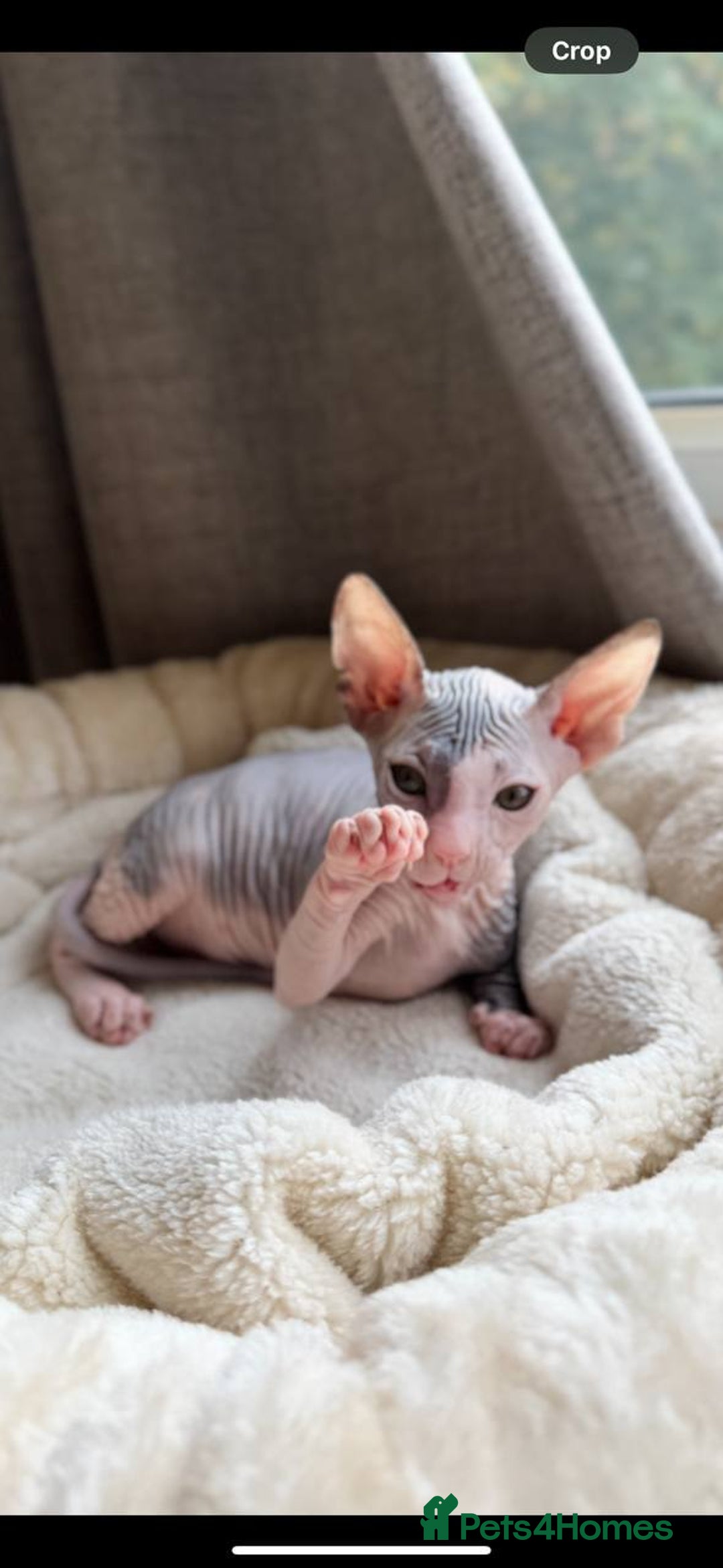 Sphynx cats for sale: Donskoy Sphynx Kittens - Image 34