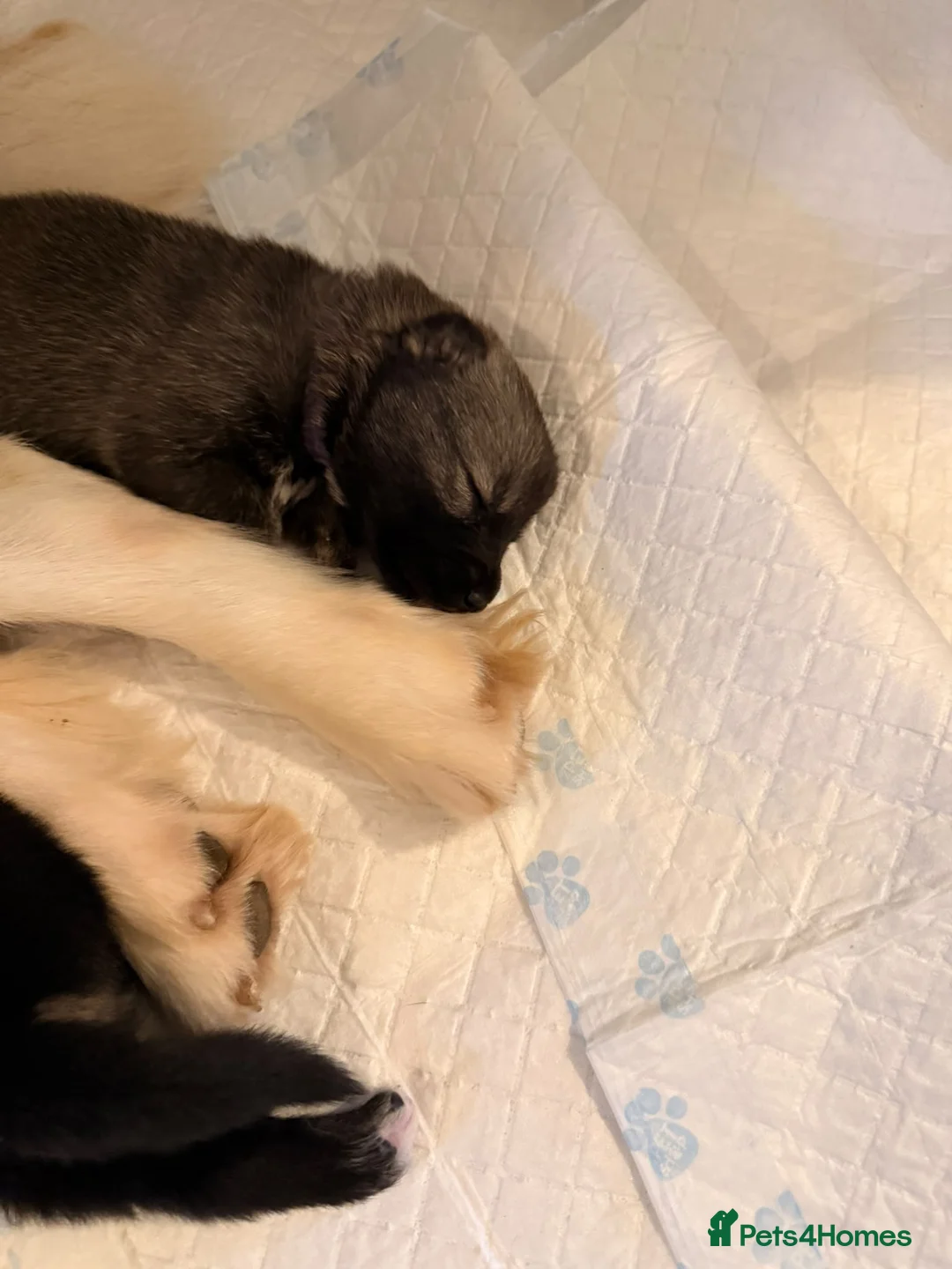 Shepsky dogs for sale: Shepski puppies  in Cardiff - Advert 2
