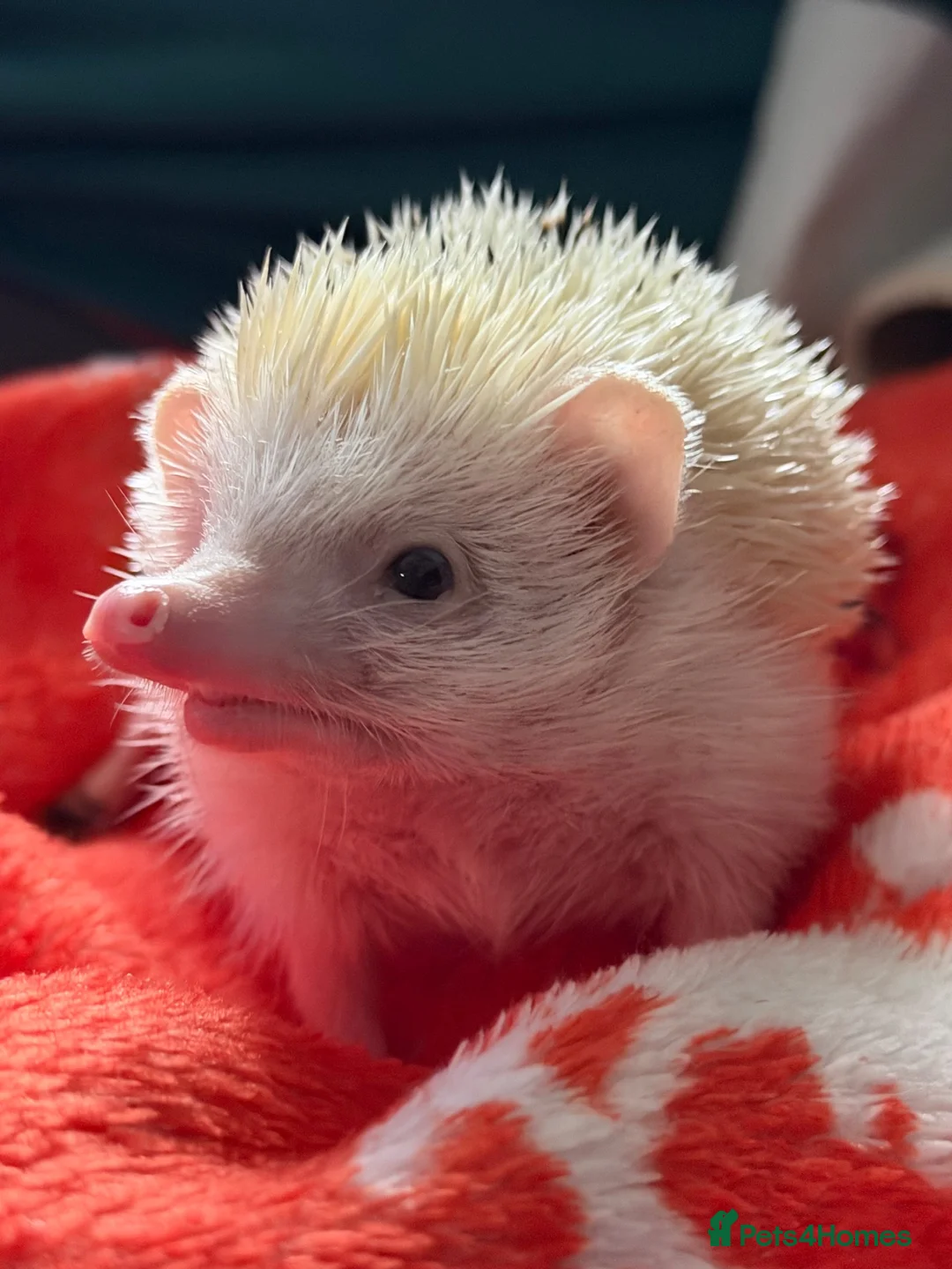 Pygmy Hedgehog rodents for sale: Albino Pygmy hedgehog in Shanklin - Advert 4