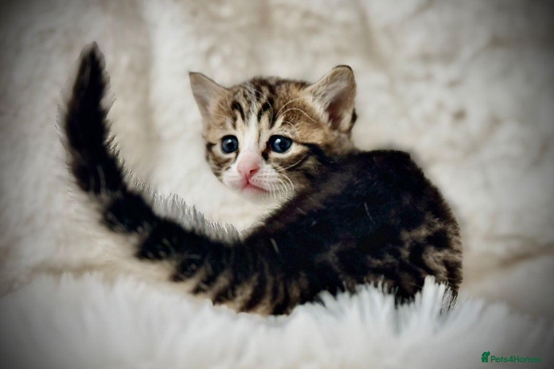 Ragdoll cats for sale: 🌟 Ragdoll x Bengal – Exquisite Baby Kittens 🌟 - Image 5