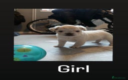 French Bulldog dogs for sale: Fluffy French bulldog  - Image 5